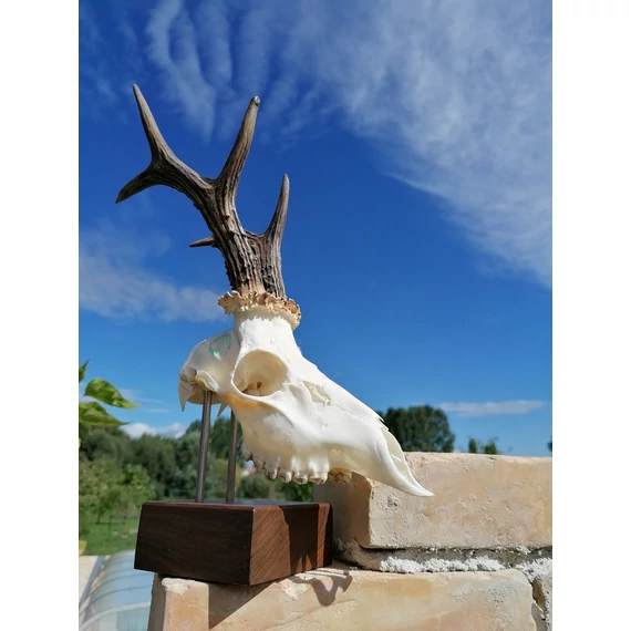 Őzbak trófeaállvány